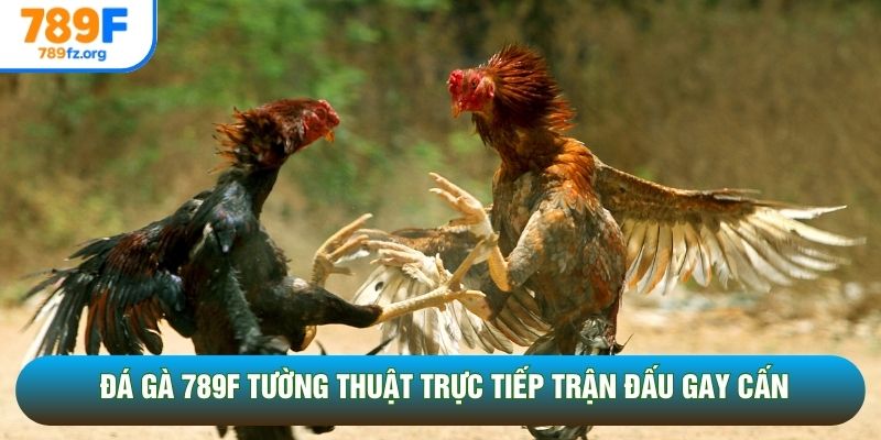 Đá gà 789F tường thuật trực tiếp trận đấu gay cấn Đá gà 789F tường thuật trực tiếp trận đấu gay cấn