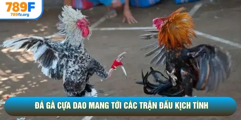Đá gà cựa dao mang tới các trận đấu kịch tính