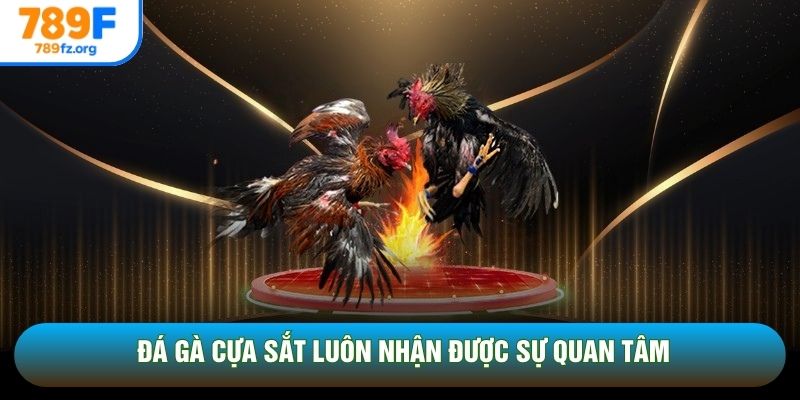 Đá gà cựa sắt luôn nhận được sự quan tâm
