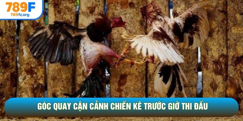 Góc quay cận cảnh chiến kê trước giờ thi đấu