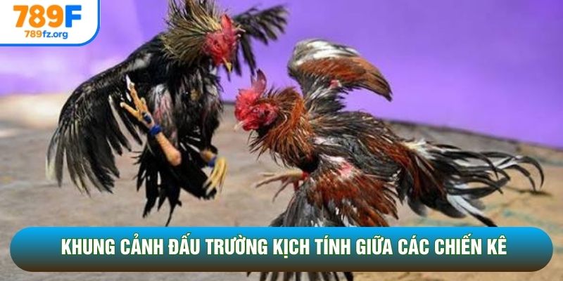 Khung cảnh đấu trường kịch tính giữa các chiến kê