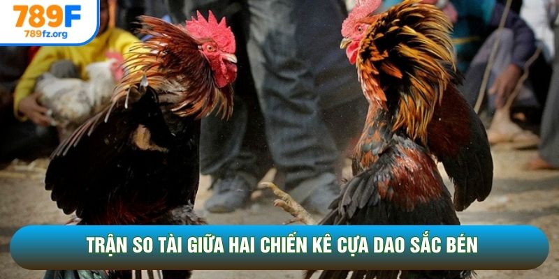Trận so tài giữa hai chiến kê cựa dao sắc bén Trận so tài giữa hai chiến kê cựa dao sắc bén